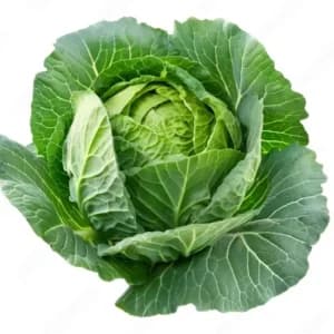 Cabbage Seeds