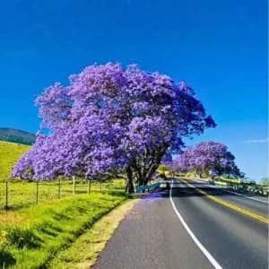 Jacaranda Tree Seeds