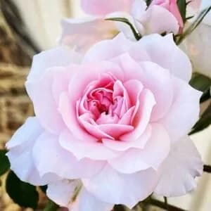 Rose angel wings seeds