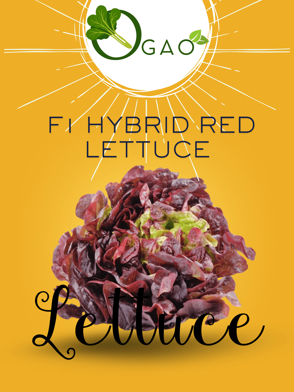 Hybrid Red Lettuce Seeds