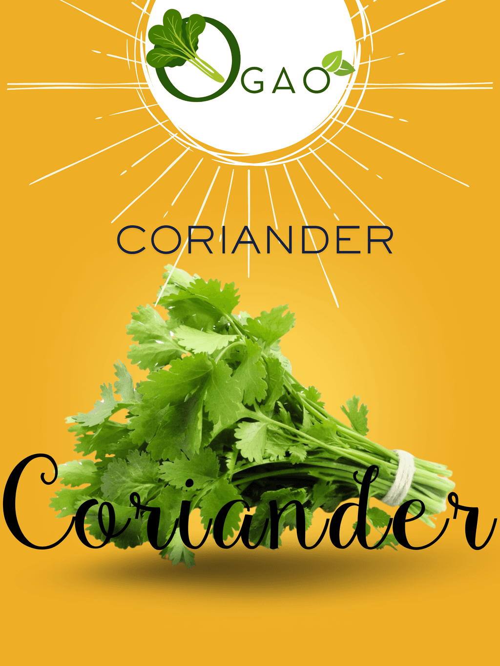 Coriander Seeds