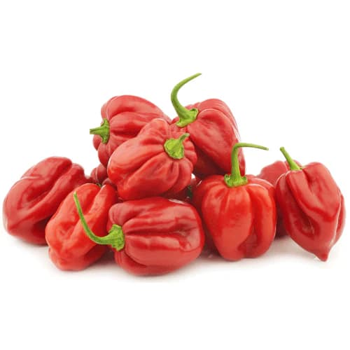 Habanero red seed