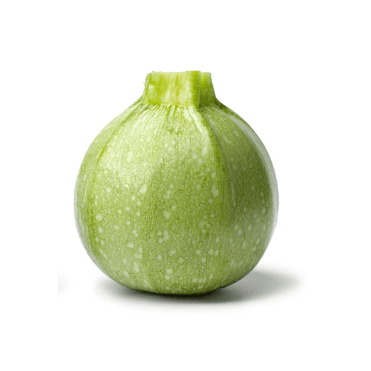 Squash Round Seeds
