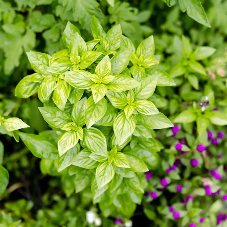 Basil seeds