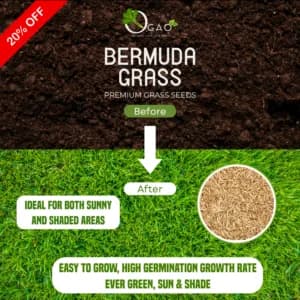 Premium Bermuda Grass Seeds