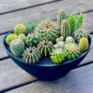 Cactus Mix Seeds