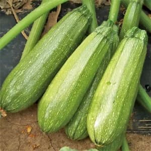 Hybrid Squash Long Seeds