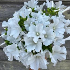 Lavatera Trimestris Mont Blanc Seeds