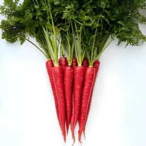 Red Carrot (Gajar) seeds