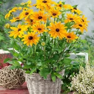 Rudbeckia Gloriosa Daisies Mix Seeds