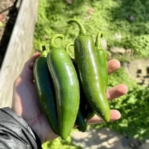 Green Jalapeno Seeds