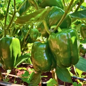 Green Bell Pepper Seeds