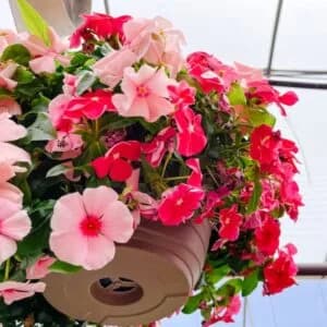 Vinca Soft Pink flower seeds