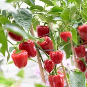 Red Bell Pepper Seeds