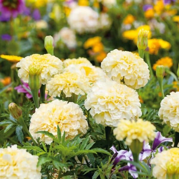 African Marigold Lemon Yellow seeds
