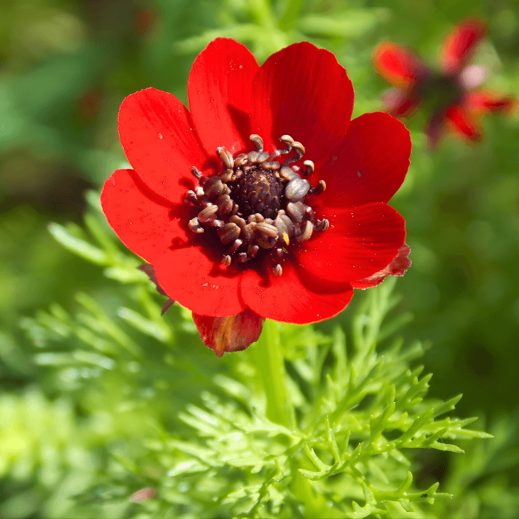 Adonis Pheasant Eye