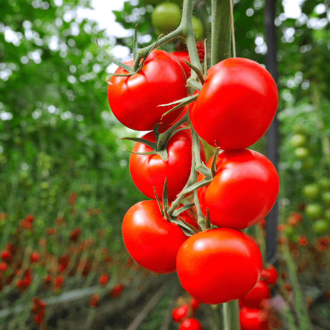 Bail Tomato Seeds