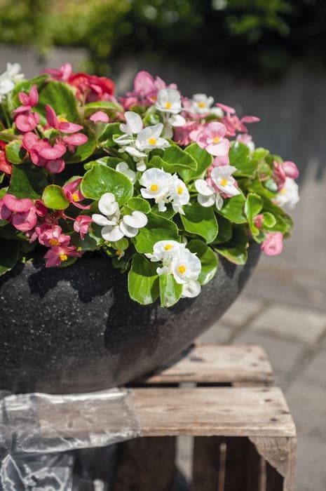 Begonia Semperflorens Mix Seeds alternate view
