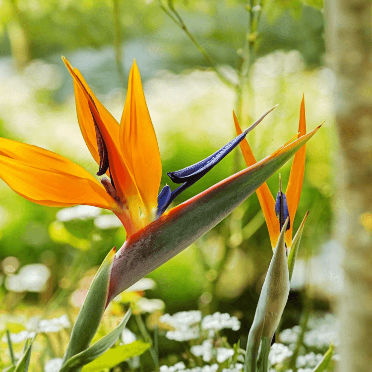 Bird of Paradise seeds alternate view