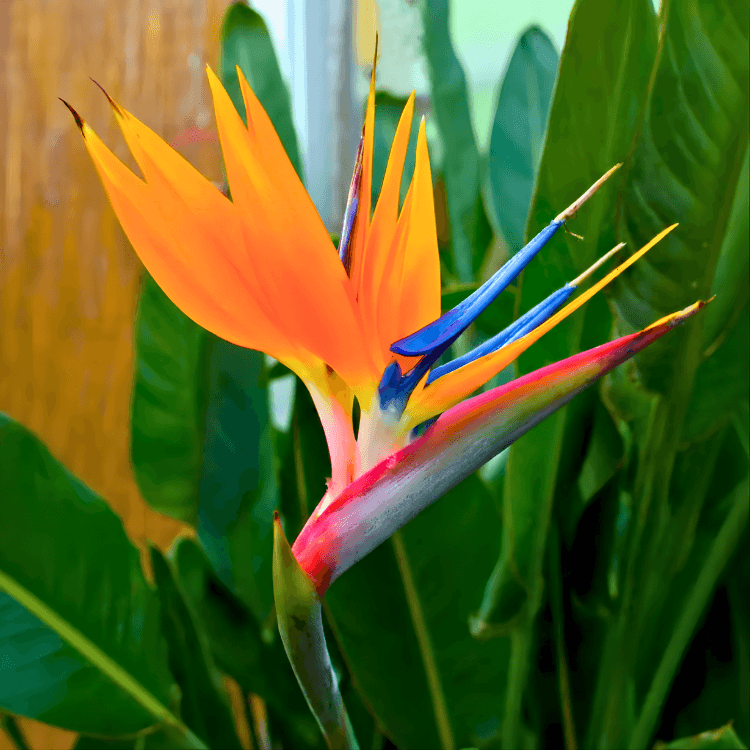 Bird of Paradise seeds