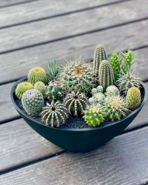 Cactus Mix Seeds alternate view