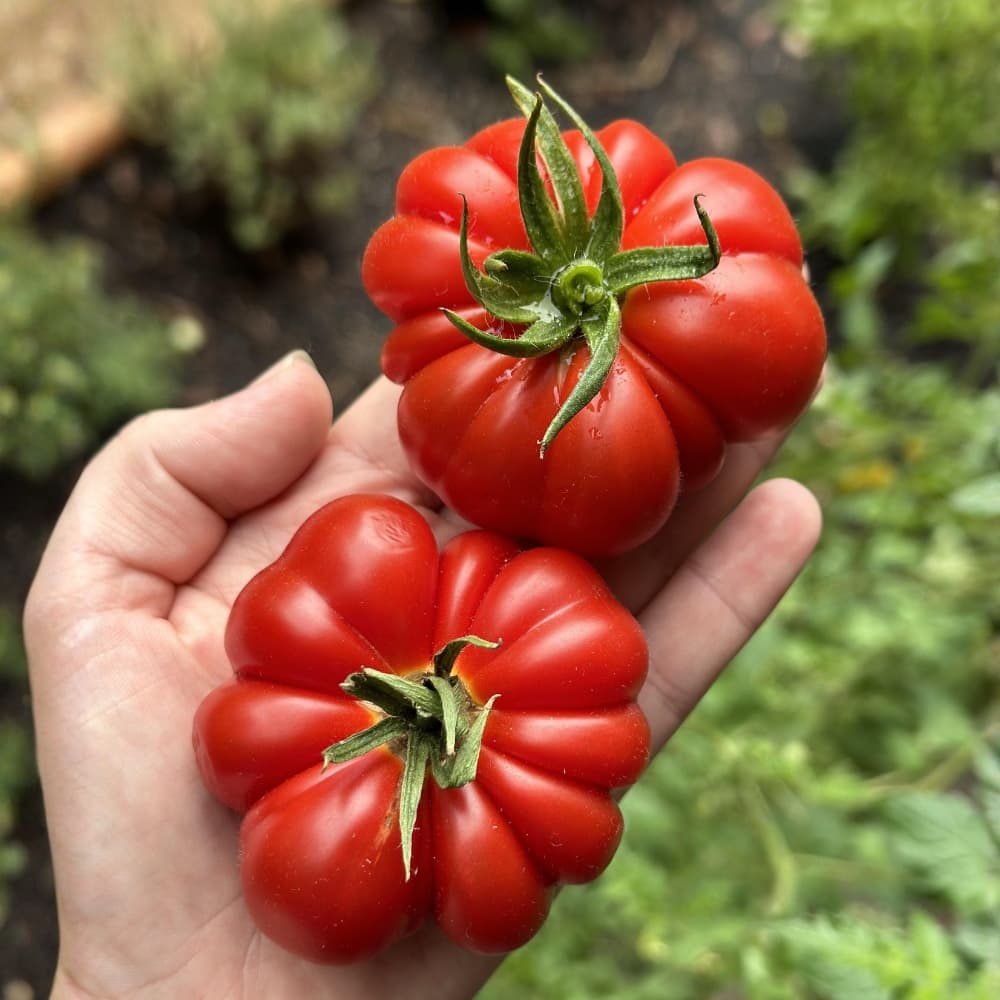 Costoloto Tomato Seeds