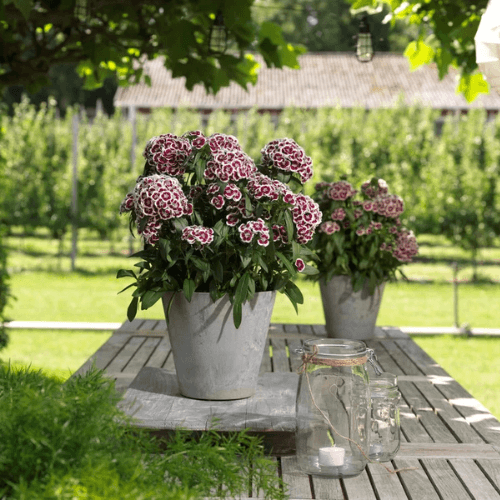 Dianthus Barbatus Mix Flower Seeds alternate view