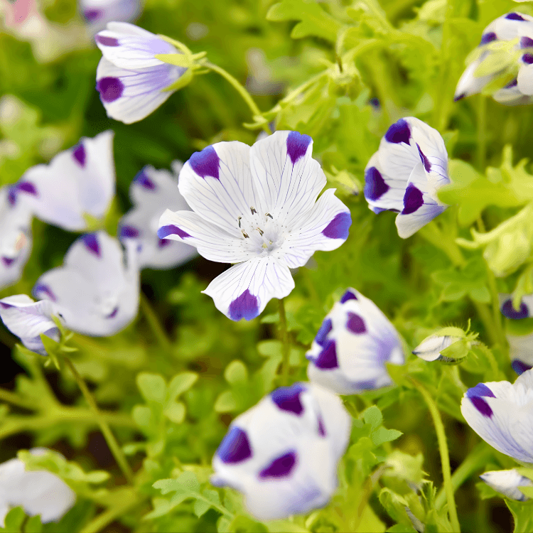 Five Spot (Nemophila) Seeds