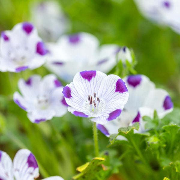 Five Spot (Nemophila) Seeds alternate view