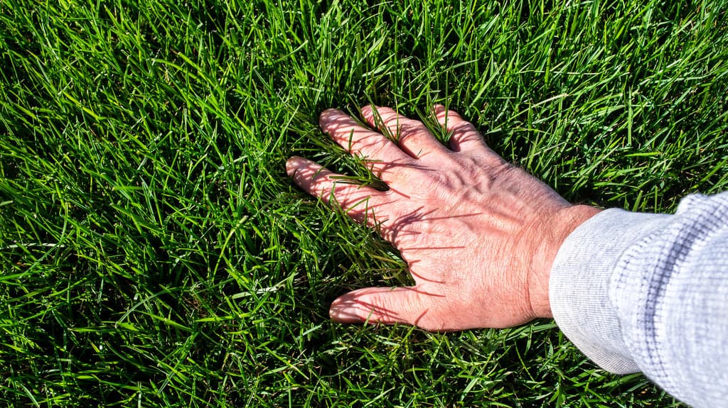 Premium Bermuda Grass Seeds alternate view