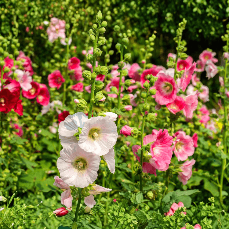 Hollyhock Summers Mix Seeds alternate view