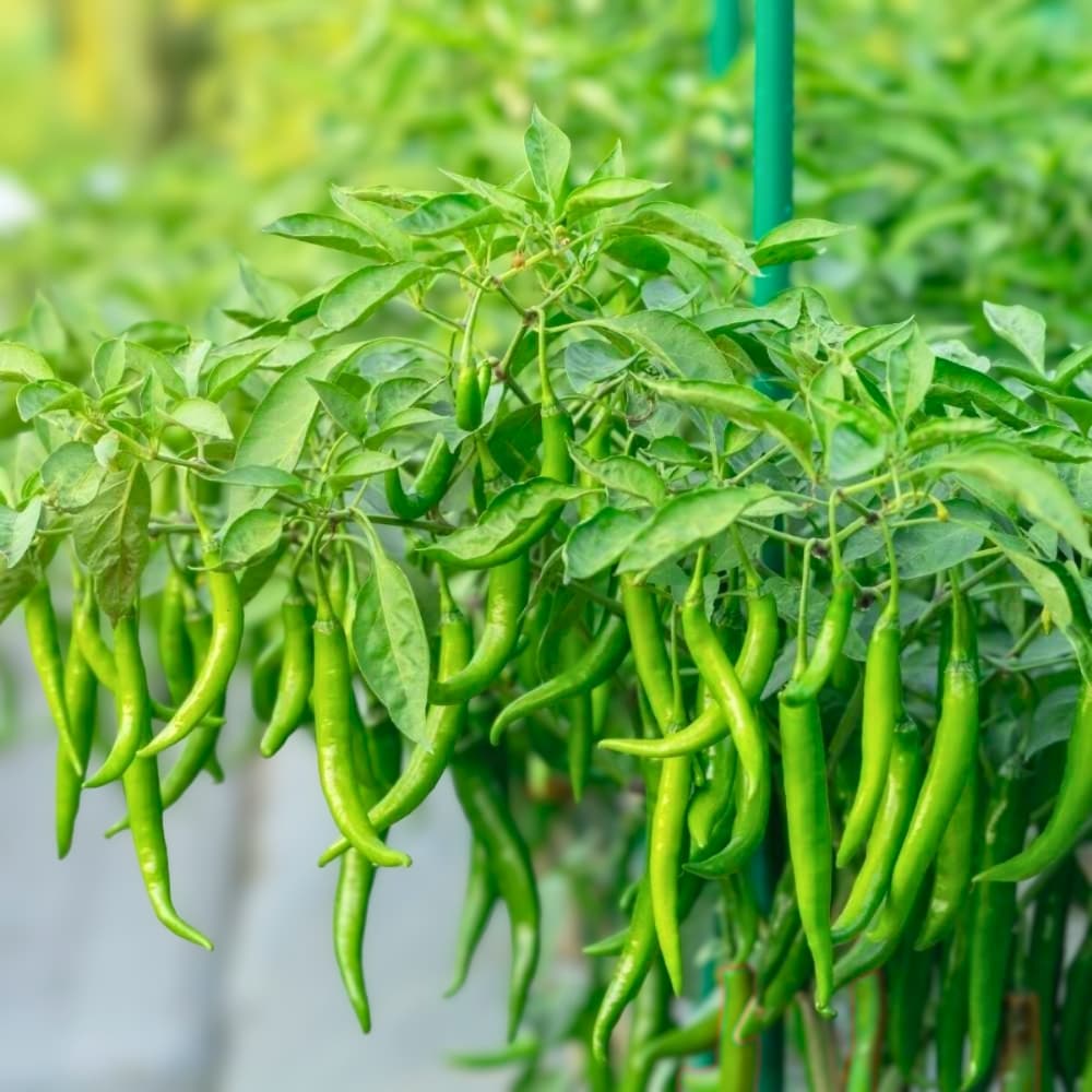 Hybrid Green Chili Seeds