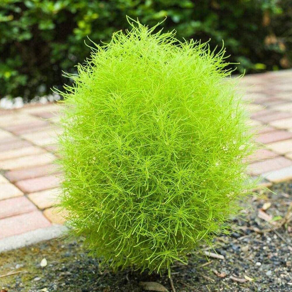 Kochia Bush Green Seeds alternate view