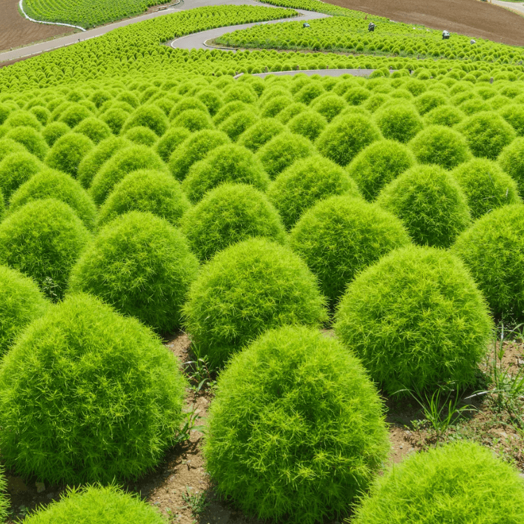 Kochia Bush Green Seeds