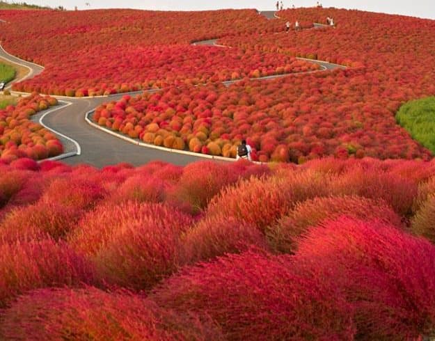 Kochia Bush Red Seeds alternate view