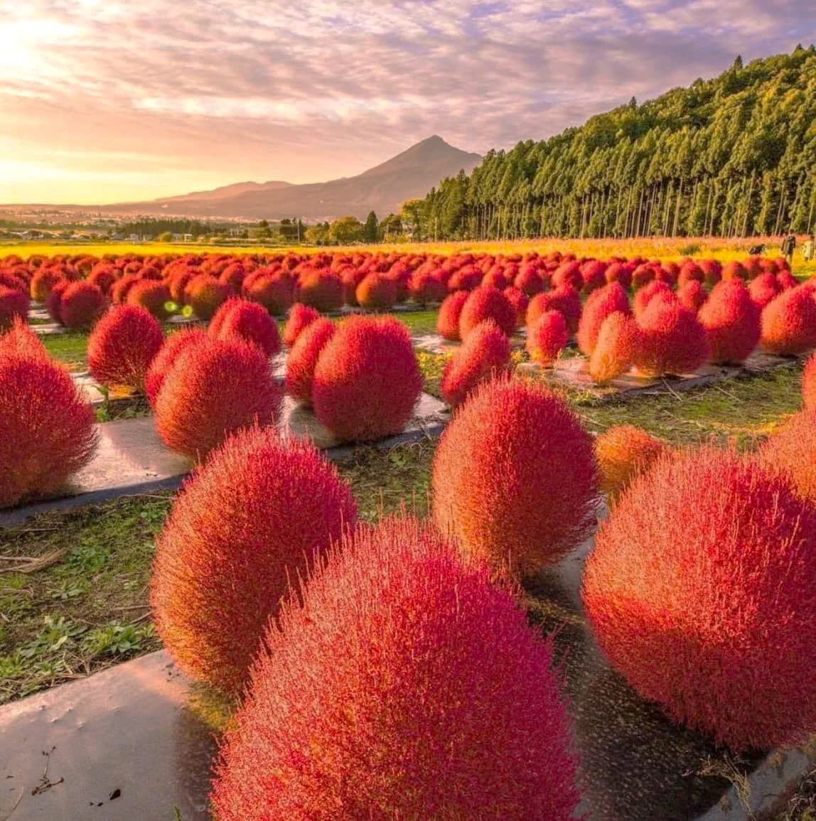 Kochia Bush Red Seeds