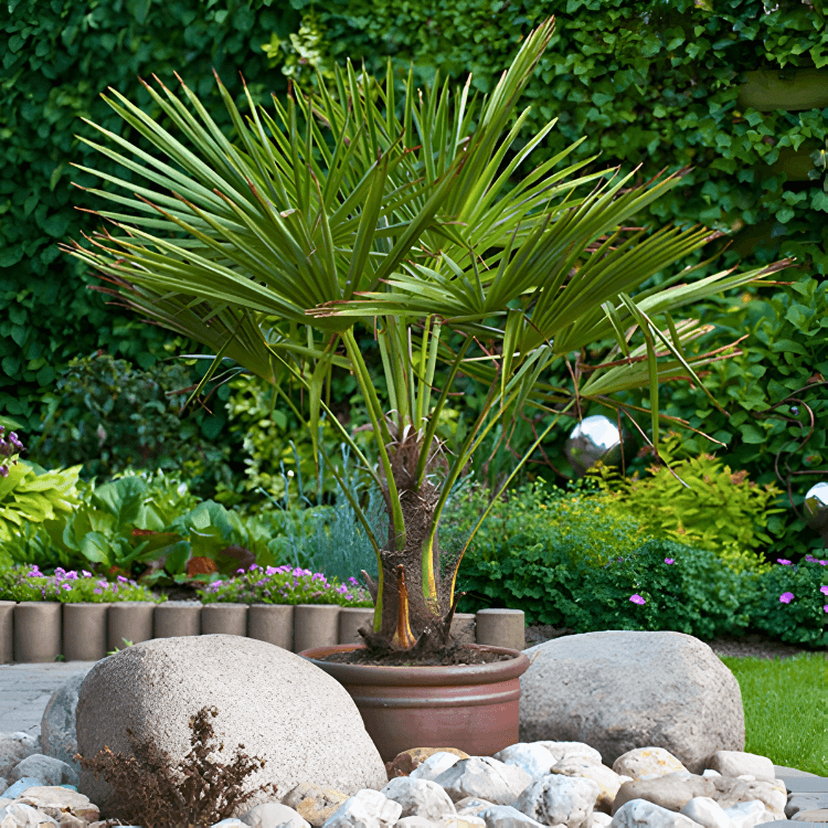 Mexican Fan Palm Tree Seeds