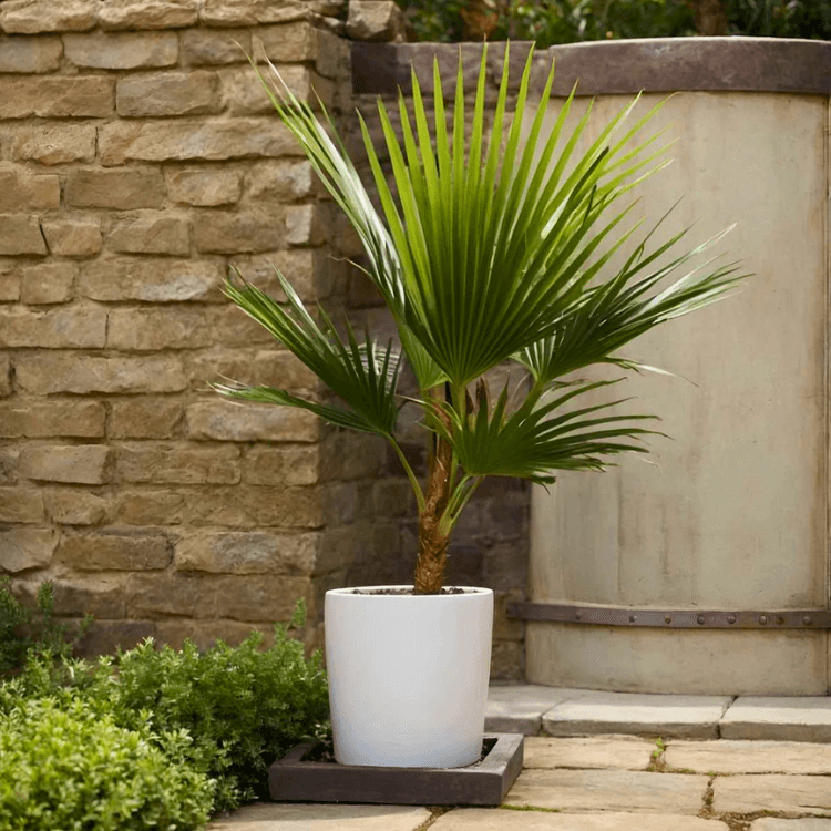Mexican Fan Palm Tree Seeds alternate view
