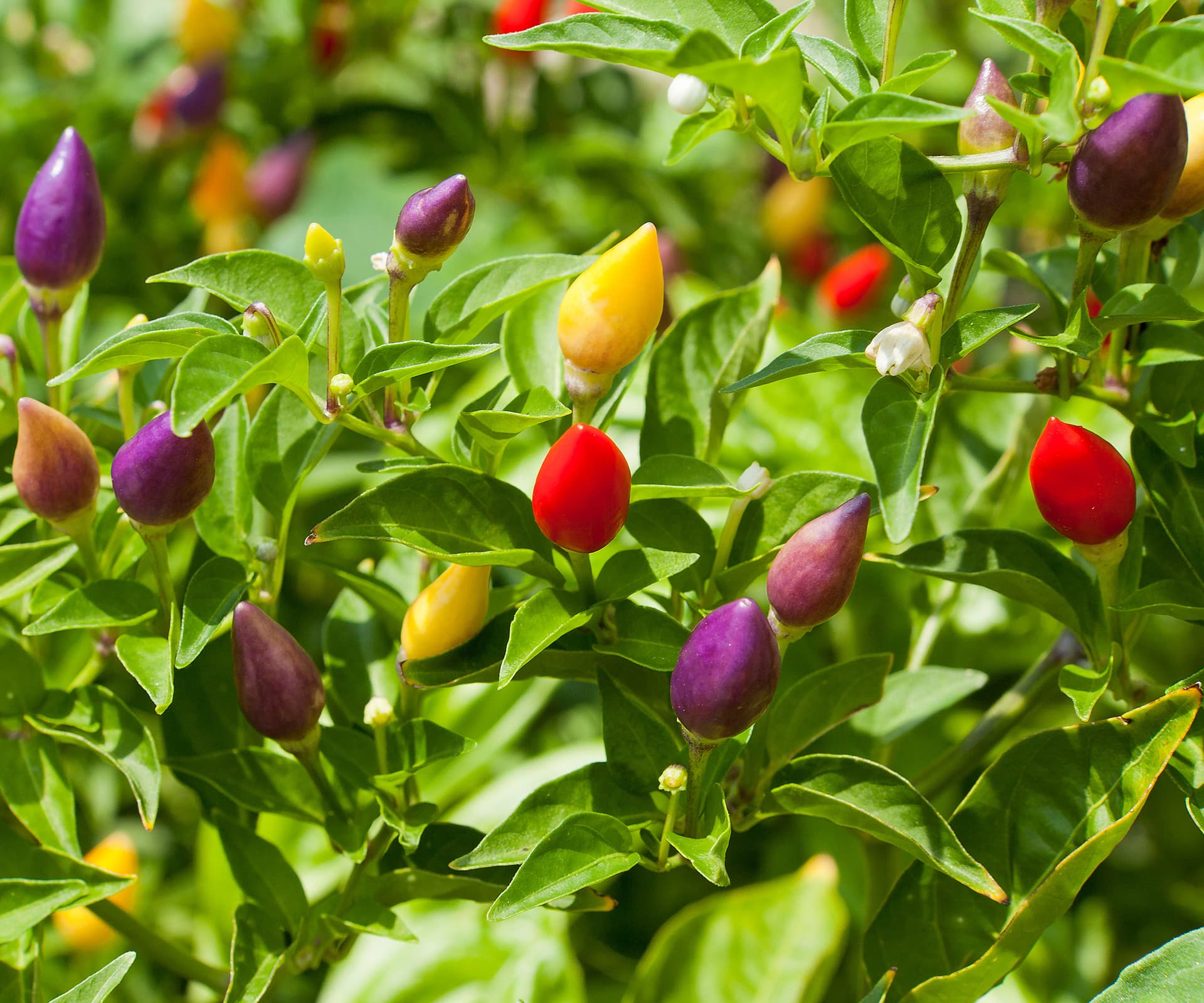 Ornamental Capsicum Aladdin Seeds alternate view