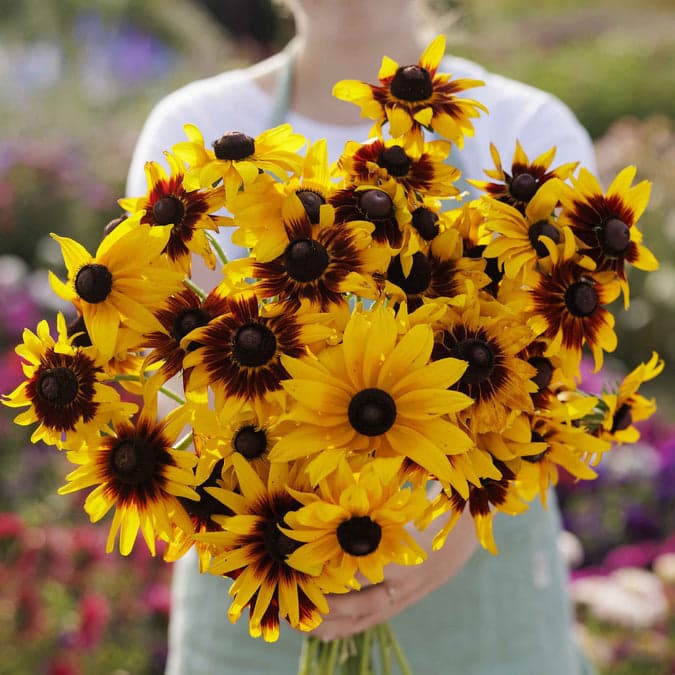 Rudbeckia Gloriosa Daisies Mix Seeds alternate view