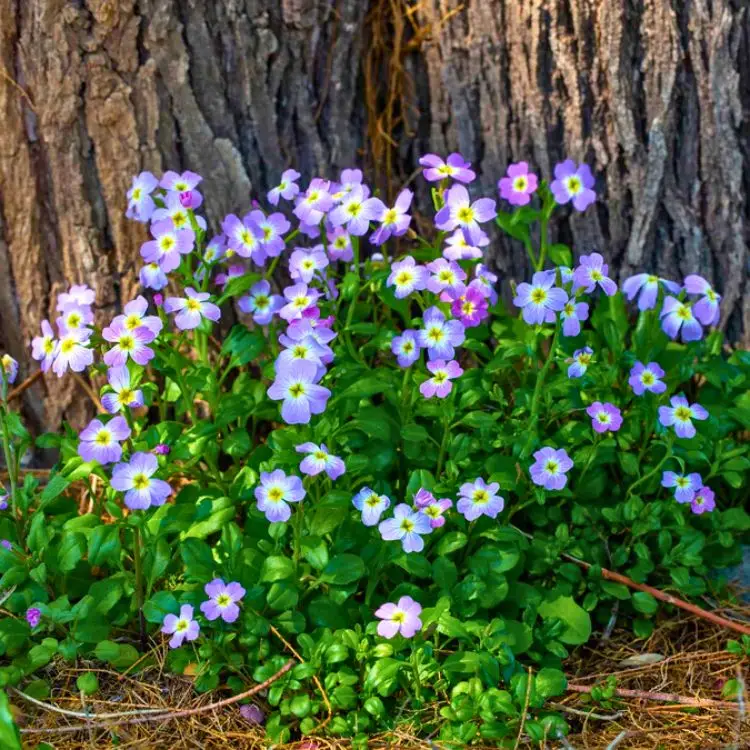 Virginian Stock Mix Seeds
