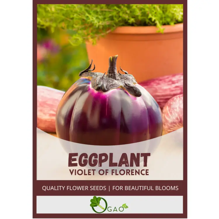 Violet Eggplant of Florence