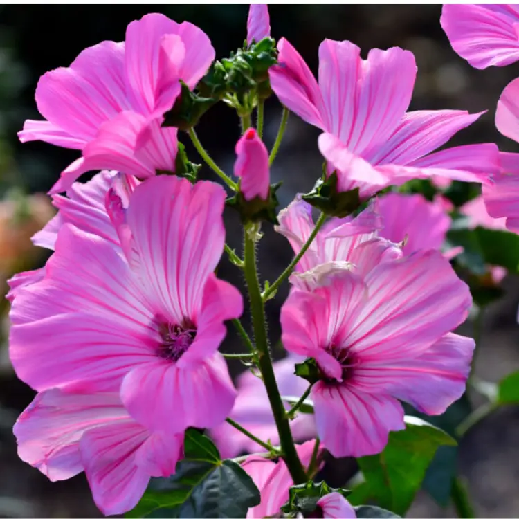 lavatera loveliness Flower Seeds alternate view