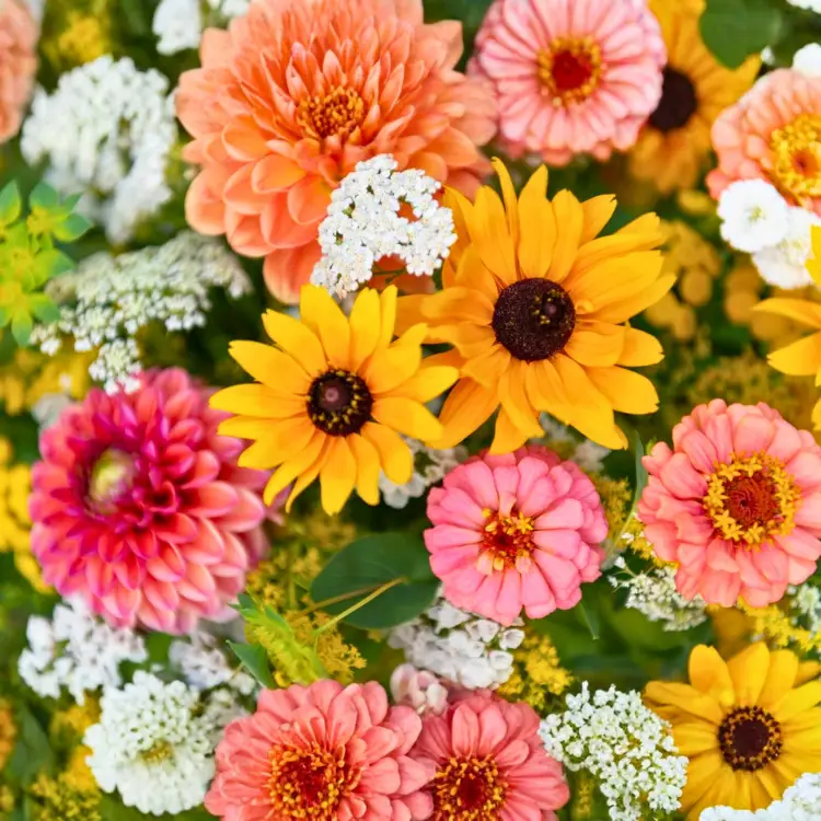 Ultimate Bloom Mix Flower Seeds - 500+ Multicolor Seeds alternate view