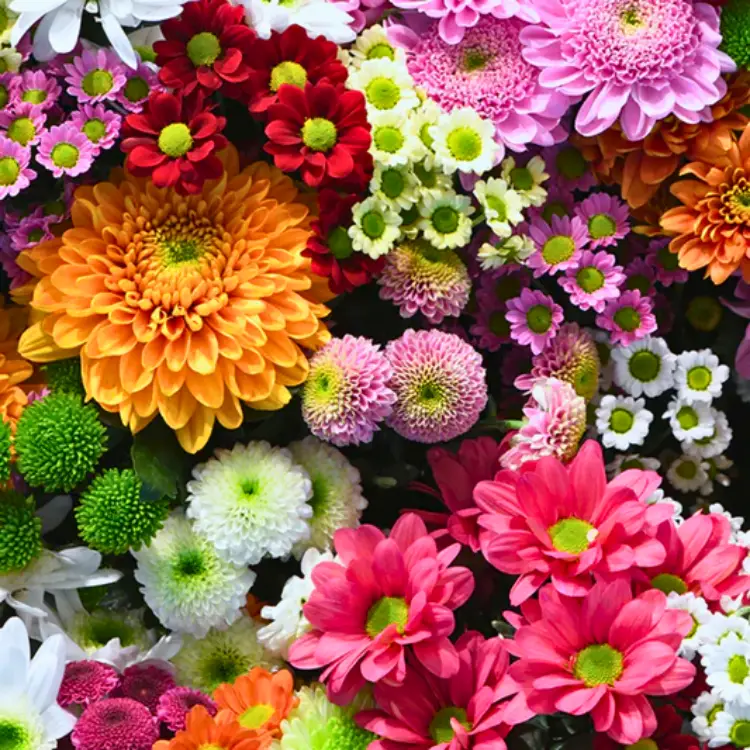 Ultimate Bloom Mix Flower Seeds - 500+ Multicolor Seeds