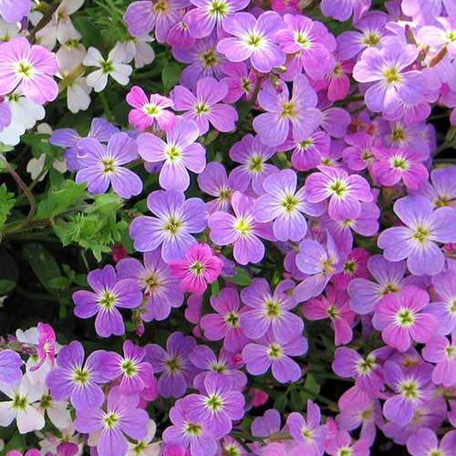 Virginian Stock Mix Seeds alternate view