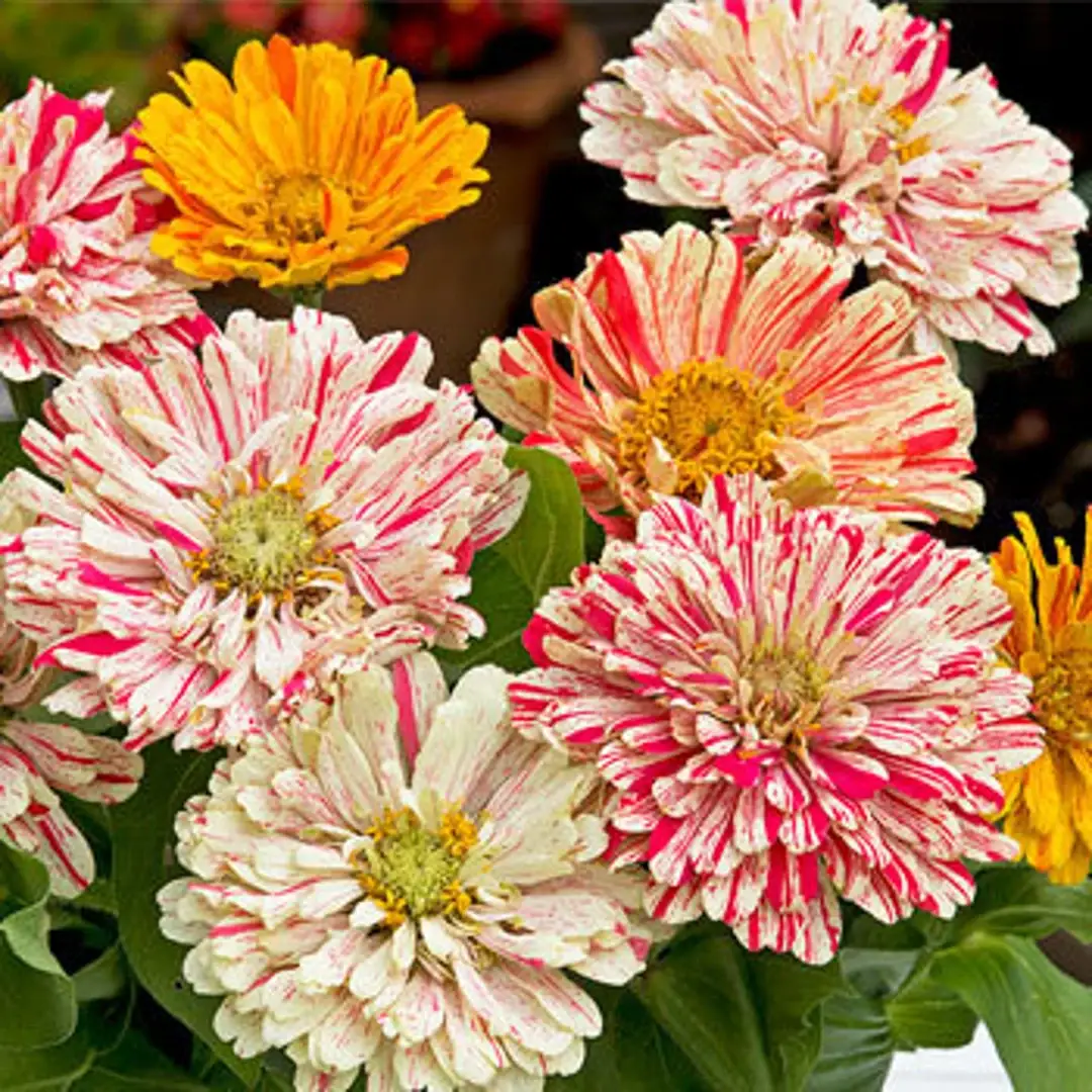 Zinnia Candy Stripes Seeds alternate view