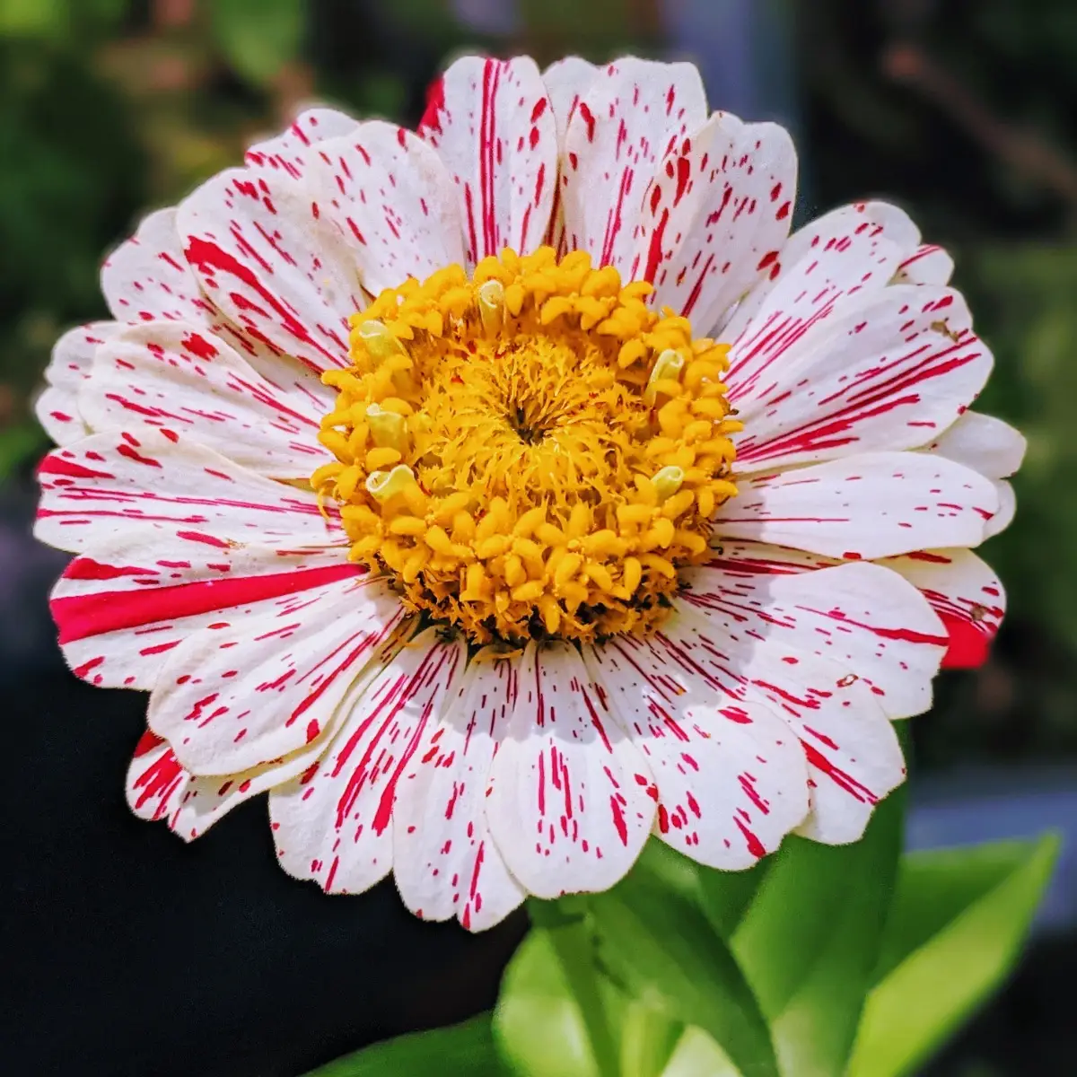 Zinnia Candy Stripes Seeds