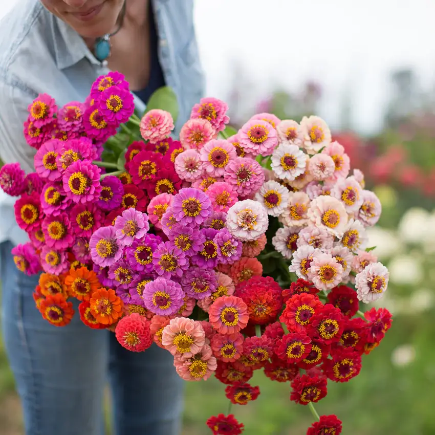 Zinnia Lilliput Mix Seeds