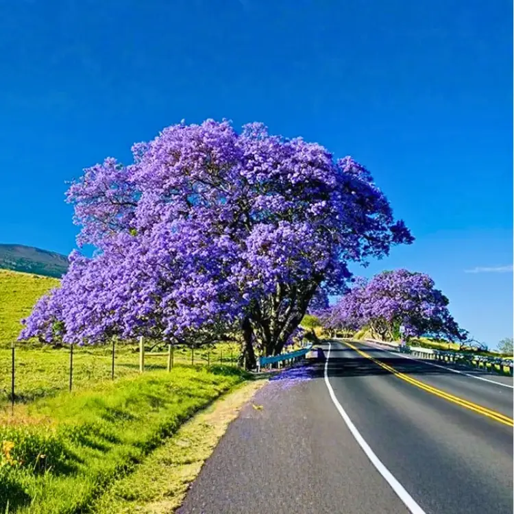 Jacaranda Tree Seeds